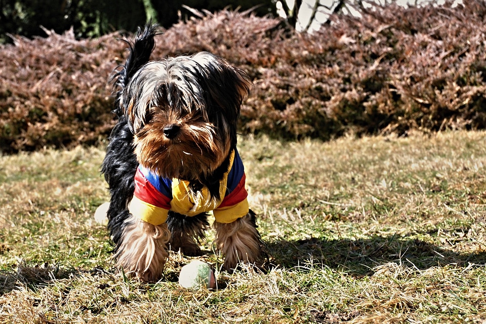 Puppies ball outfit