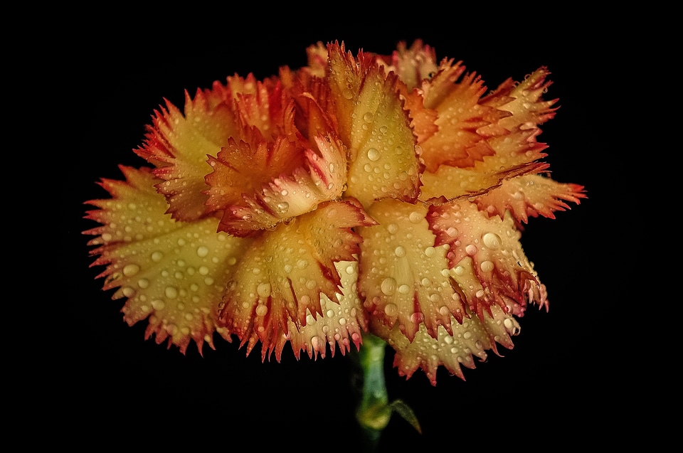 Orange red nature