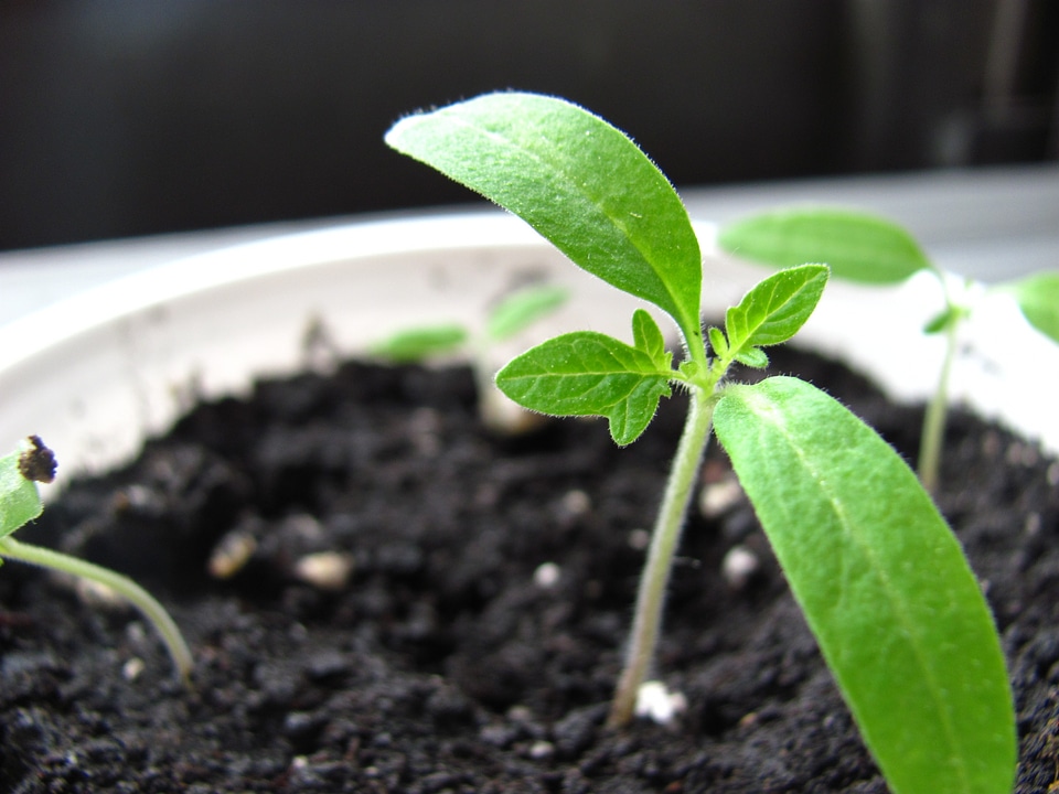 Plant green nature