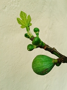 Fig leaf real coward leaf