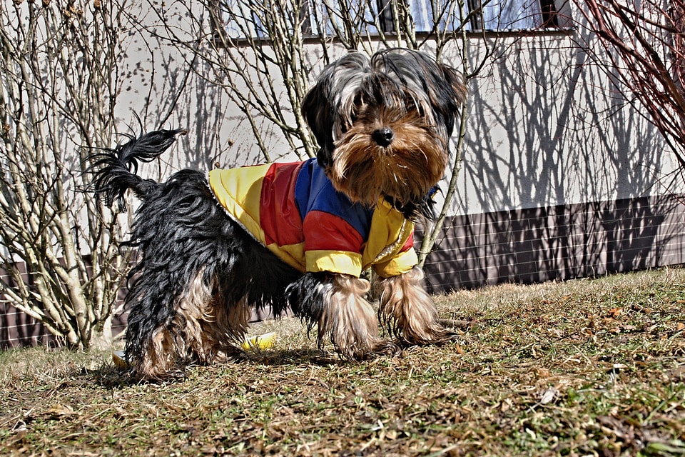 Puppies ball outfit