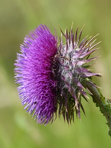 Blossom bloom purple