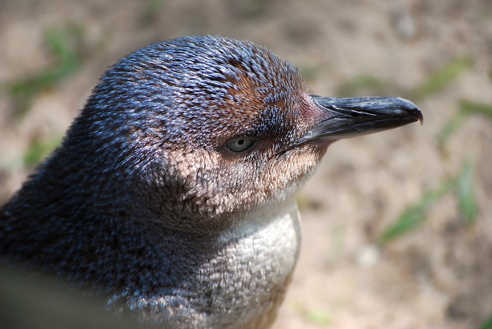 Wildlife marine polar