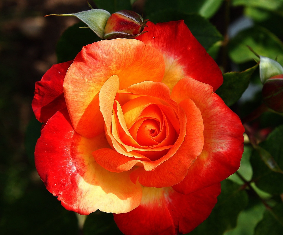 Plant fragrance multi coloured