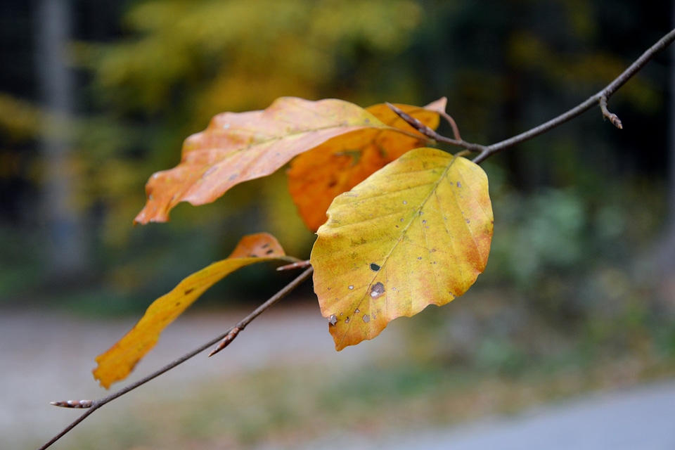 Autumn green bokeh