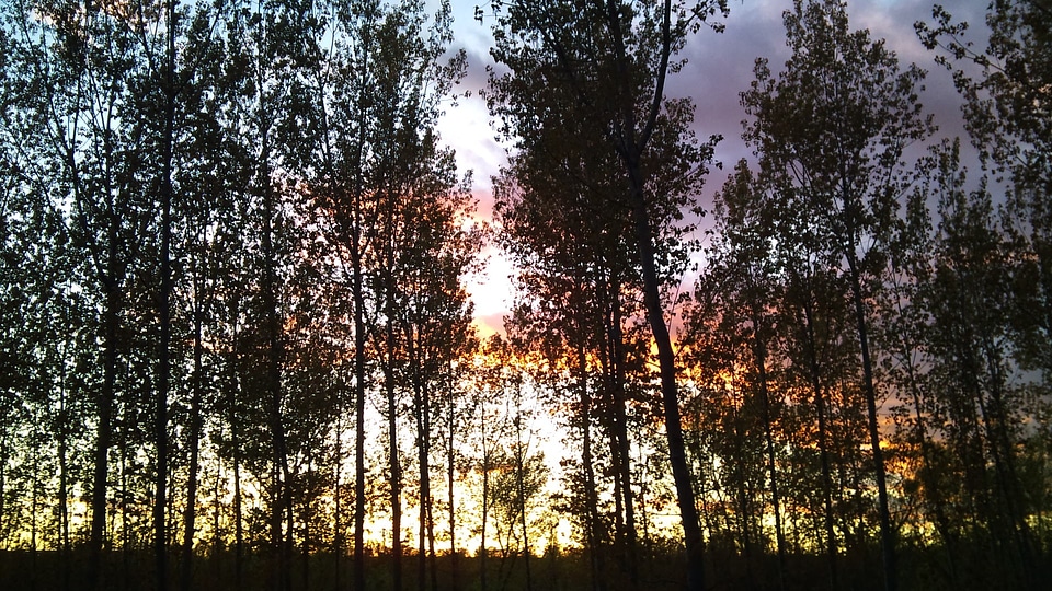 Tree landscape nature