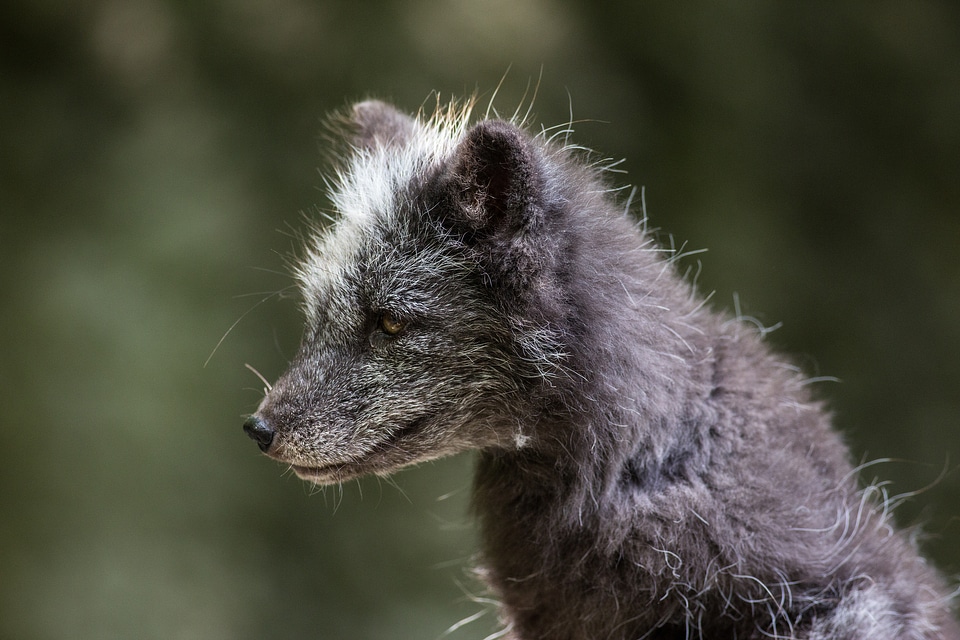 Snout animal good