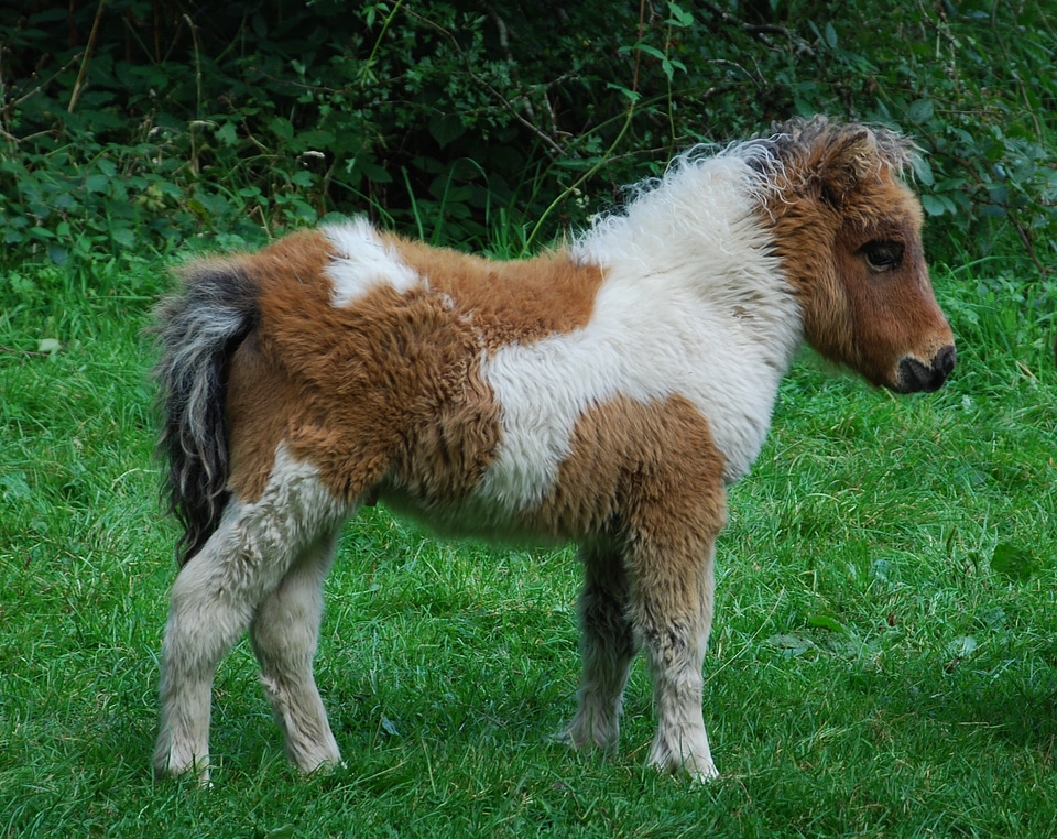 Cute dartmoor devon