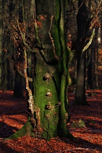 Nature trees autumn photo