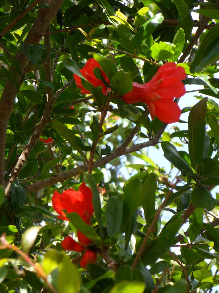 Young fruit fruit tree fruit