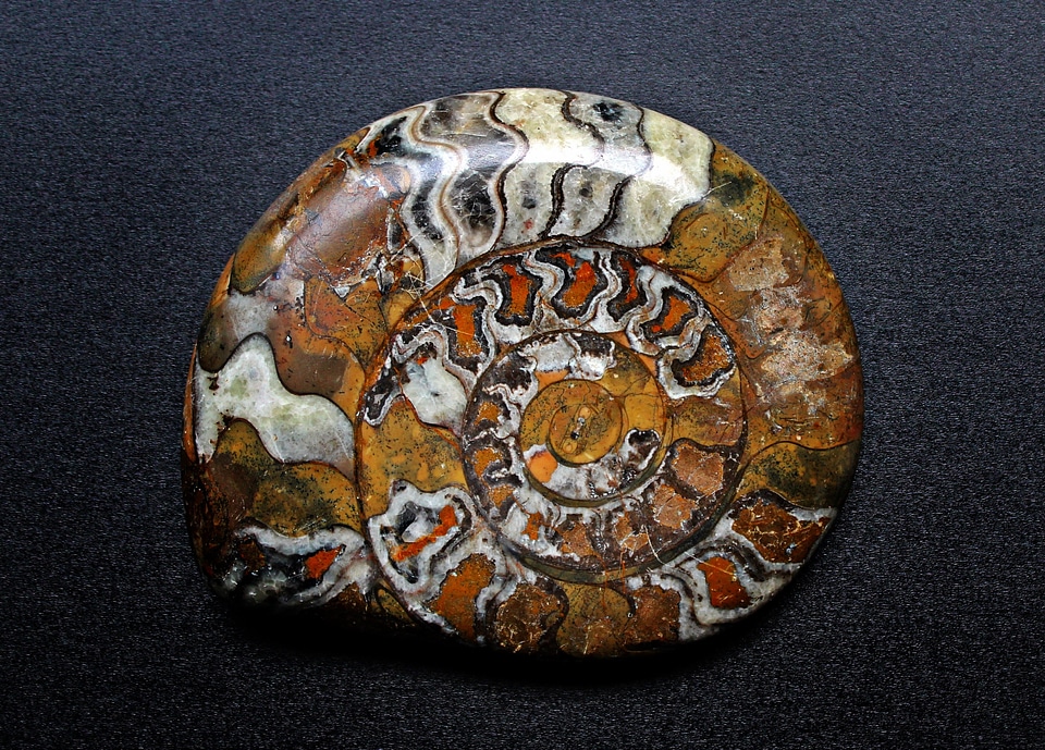 Fossils spiral petrified