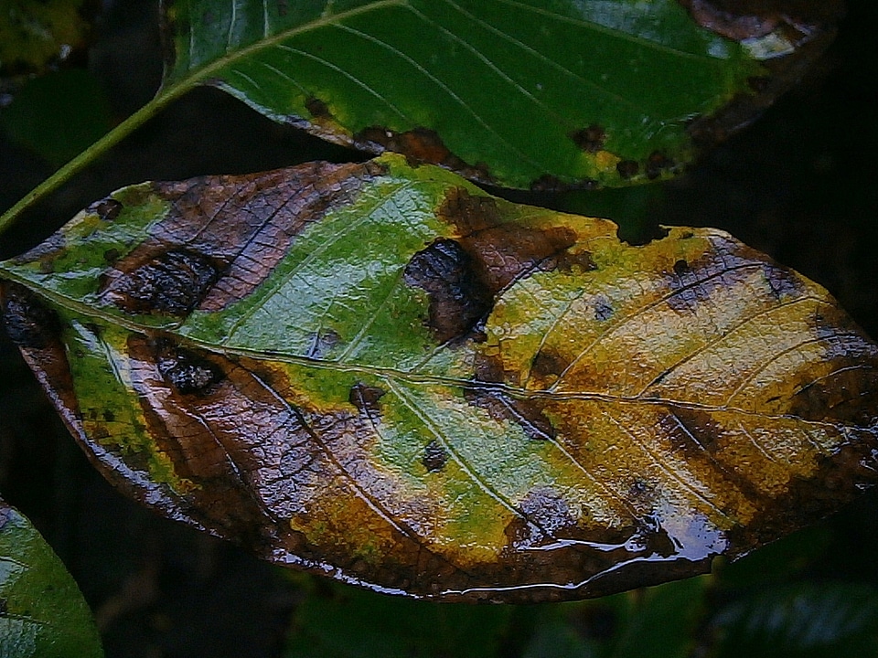 Fall color colorful rain