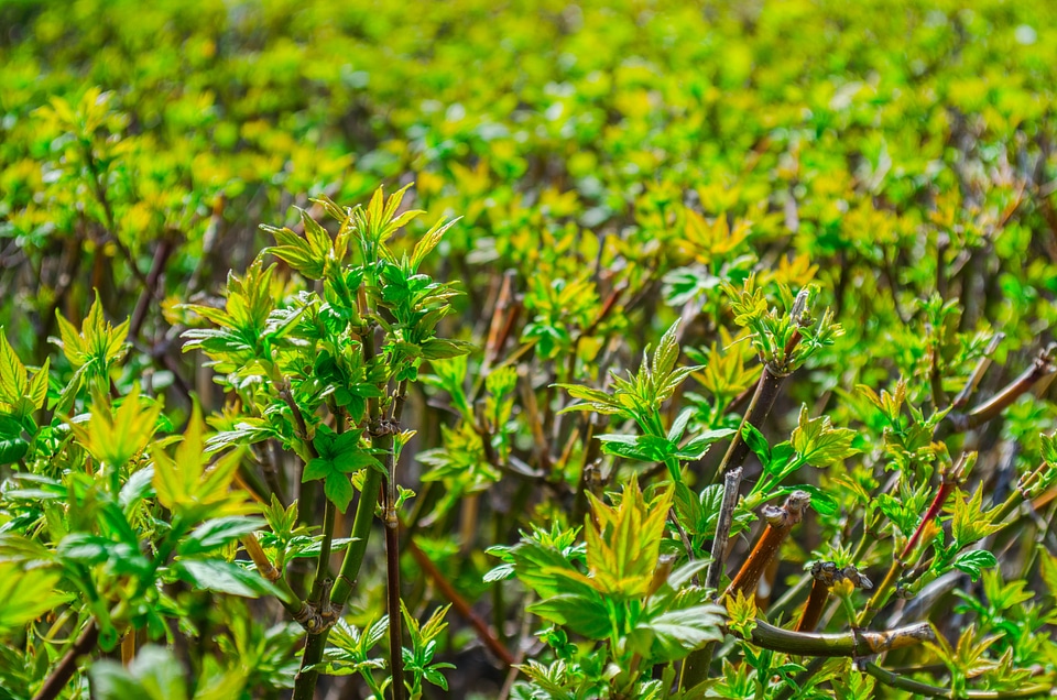 Grass green green bush leaf