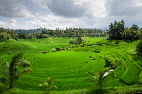 Rice Paddy Field Green photo
