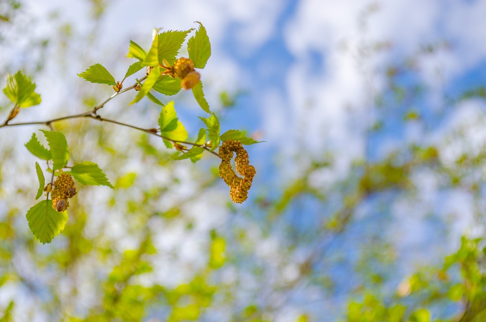 Leaf leaves birch photo