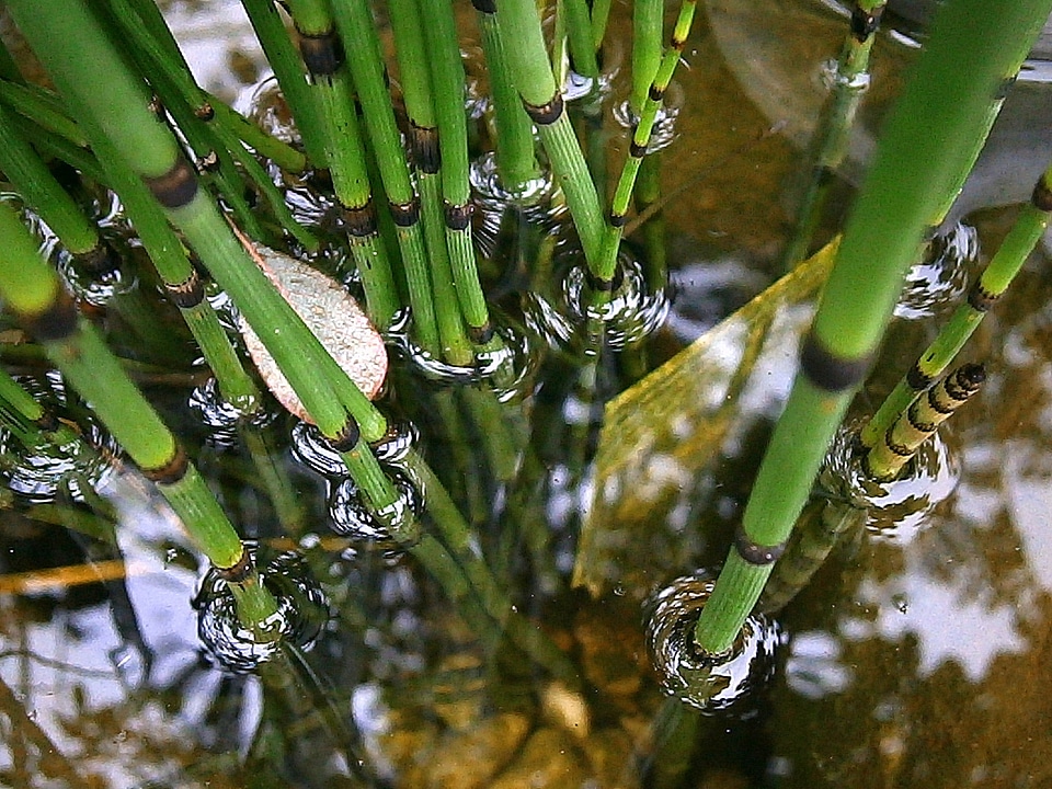 Water grass nature