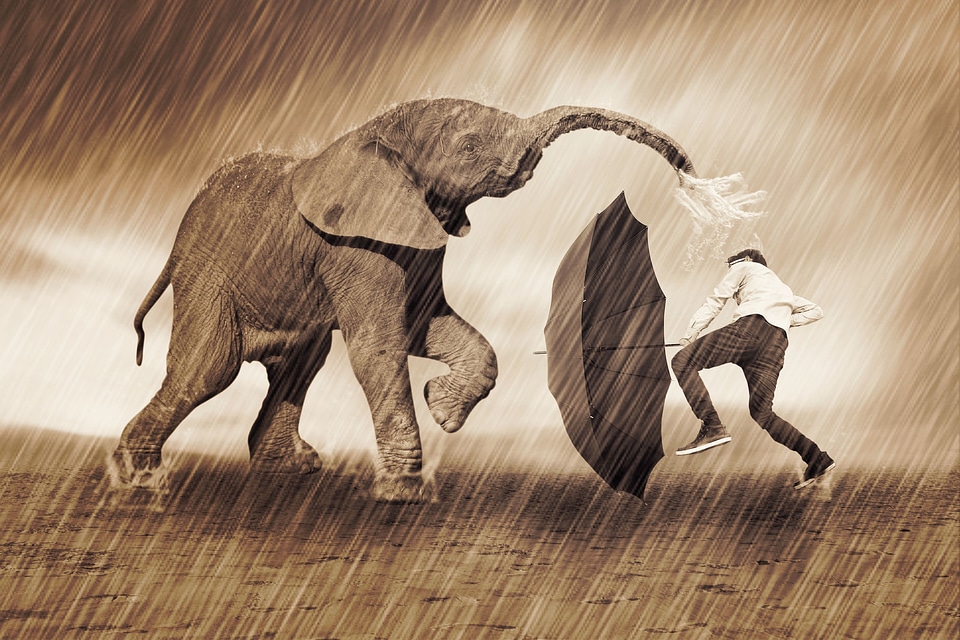 Rain umbrella nature