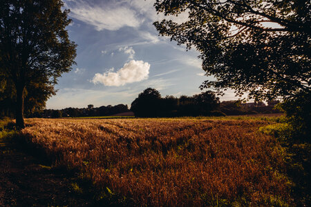 Field Grass photo