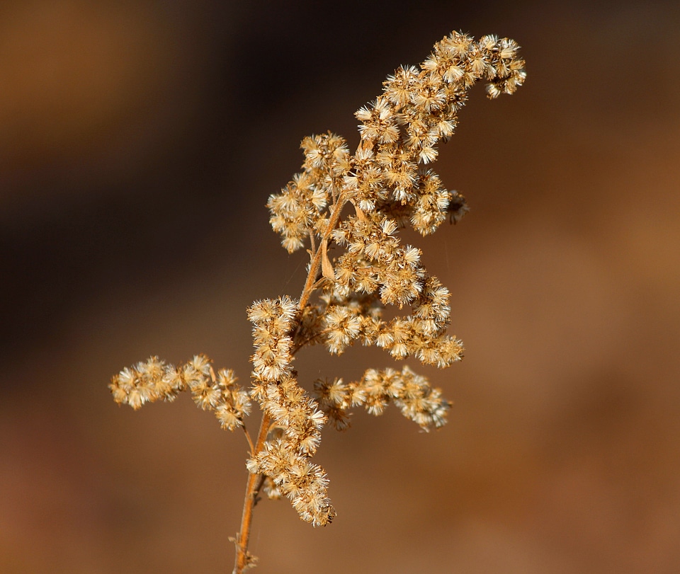 Dried flower solidago achene