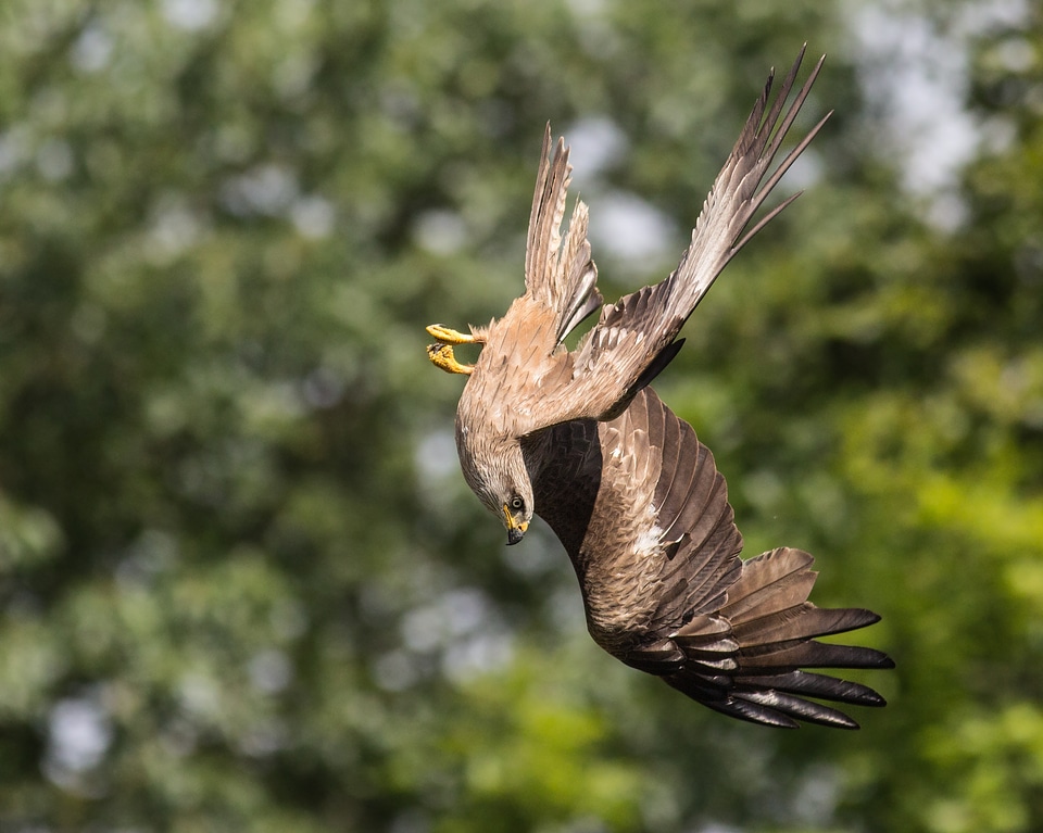 Feather raptor flying