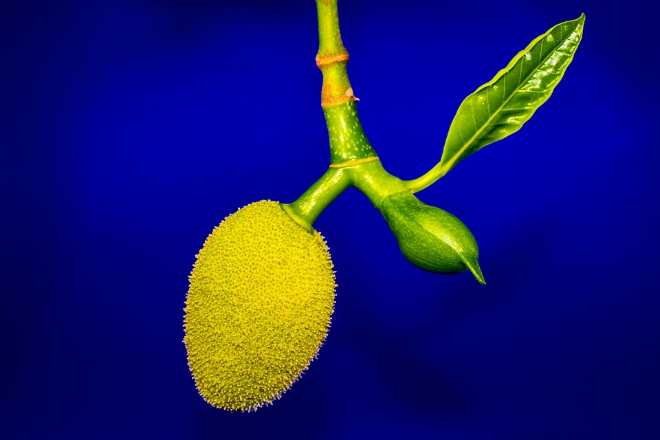 Jack fruit tropical close up