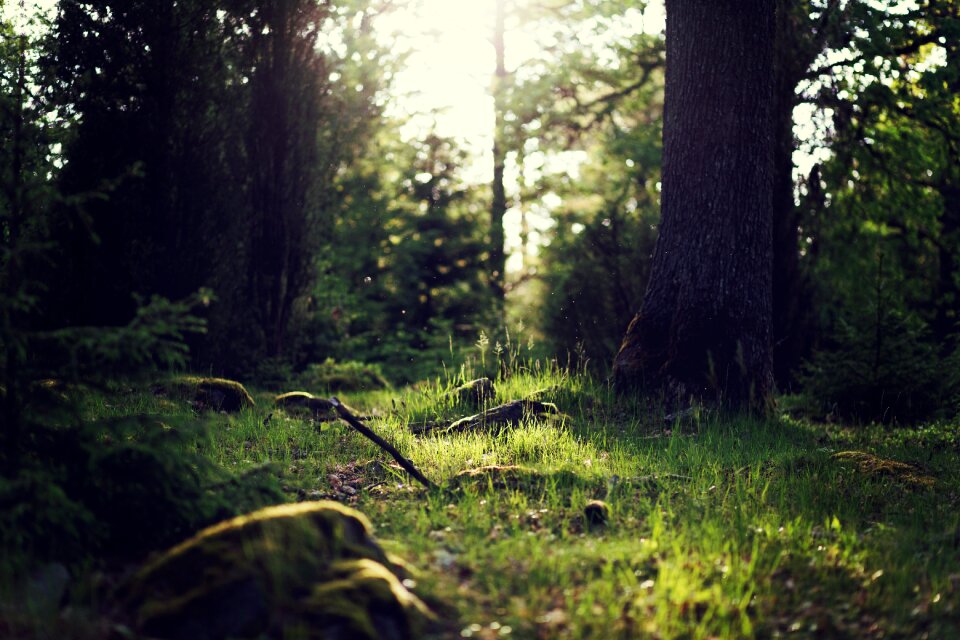 Green Trees photo