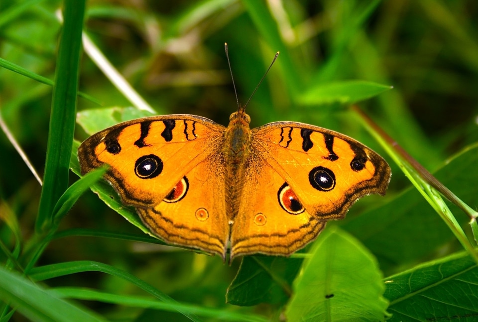 Gardening insects orange