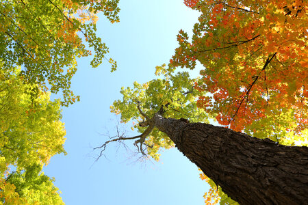 Trees Leaves photo