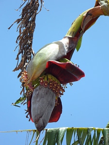 Plant tropical exotic