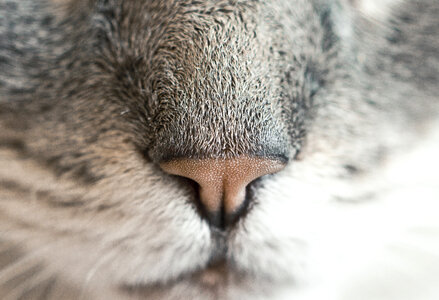 Animal Nose photo