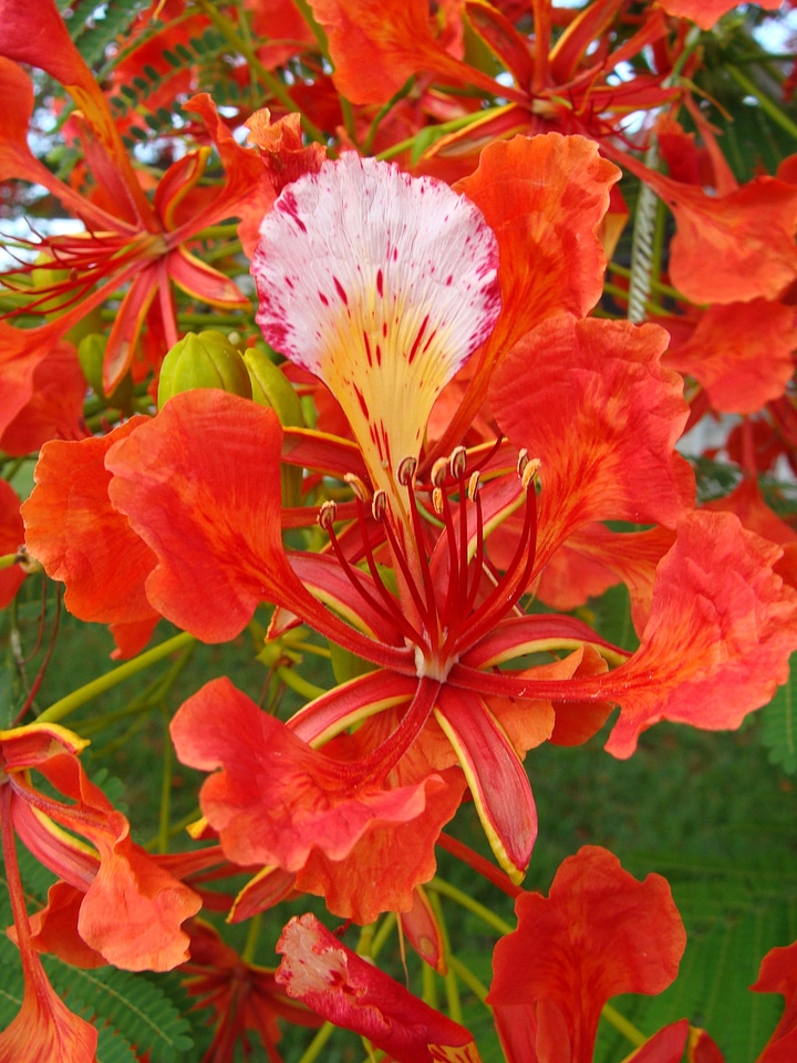 Orange poinciana summer