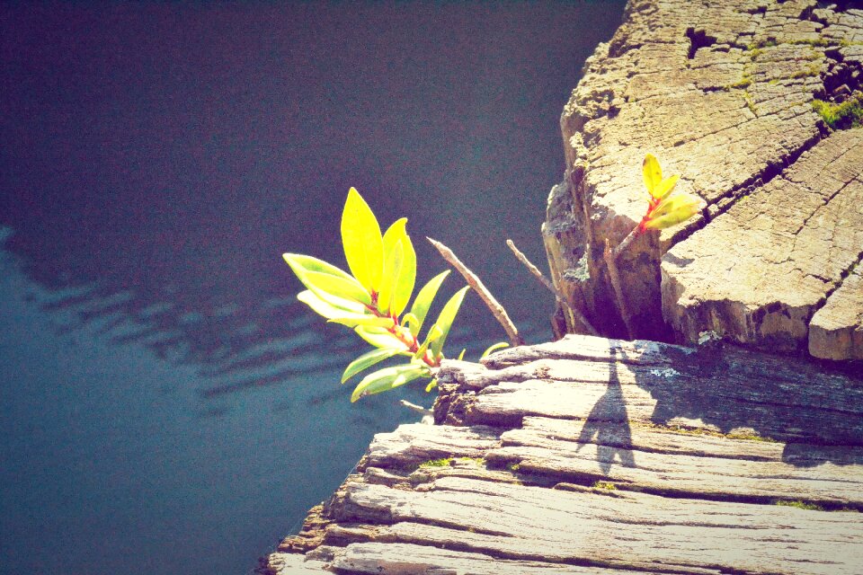Water Flower