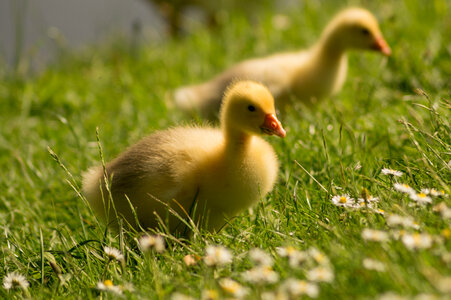 Chicks Ducks photo