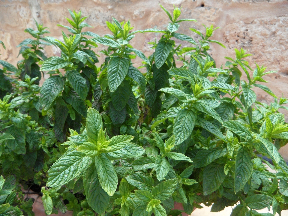 Plant aroma culinary herbs