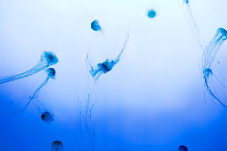 Jellyfish Sea photo
