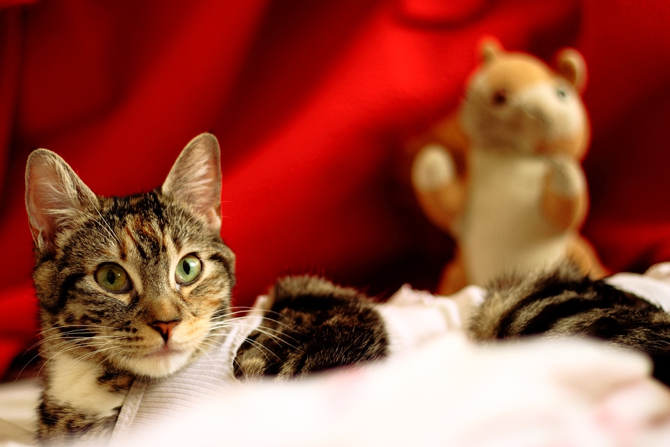 Pet animal christmas
