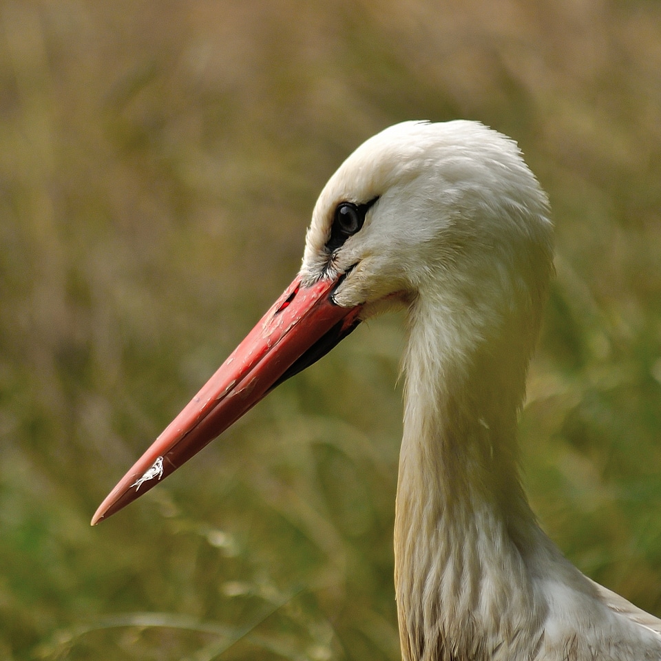 Animal nature white