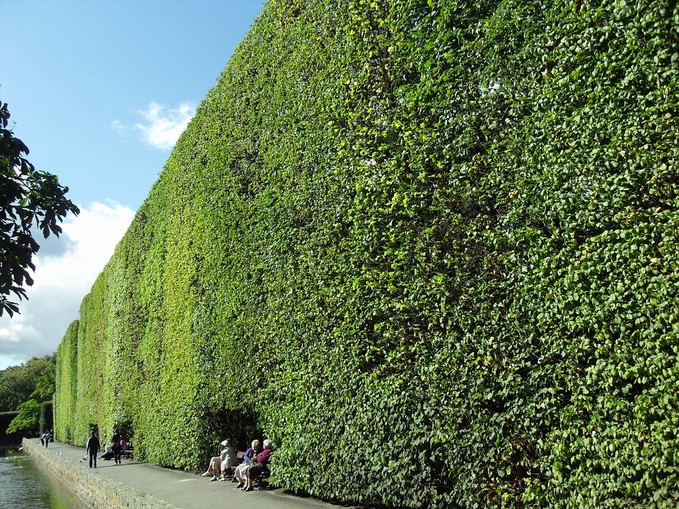Hedge shrub plants