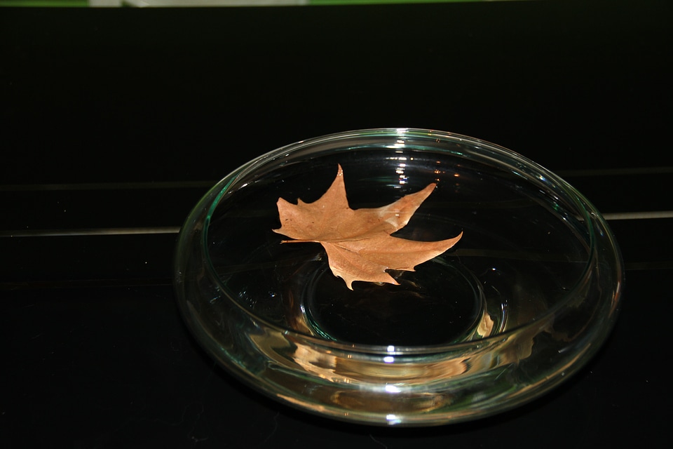 Leaf sheet in the water fall leaves