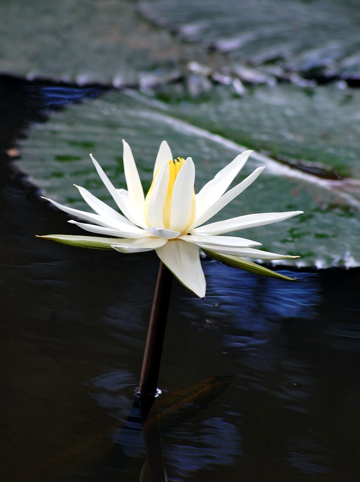 Lilies water ponds