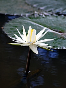 Lilies water ponds photo