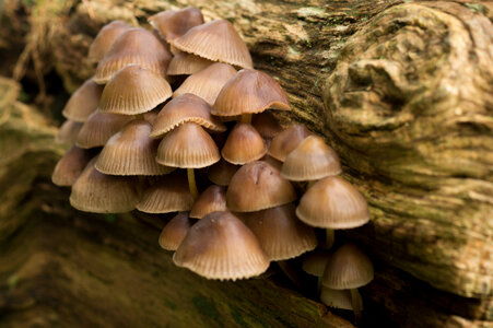 Mushrooms Fungi