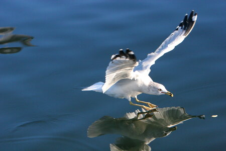 Seagull Bird photo