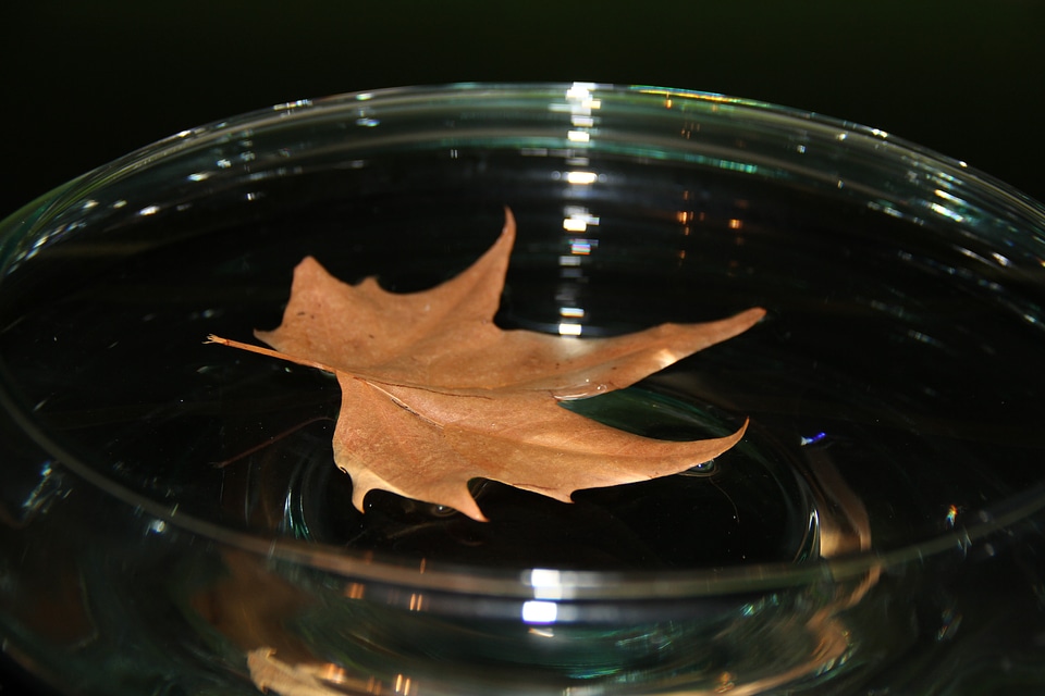 Leaf sheet in the water fall leaves