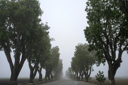 Grey Fog photo