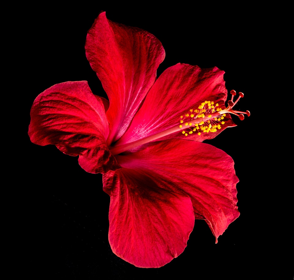 Flower red marshmallow