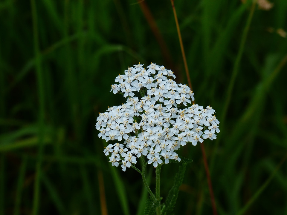 White flower pointed flower