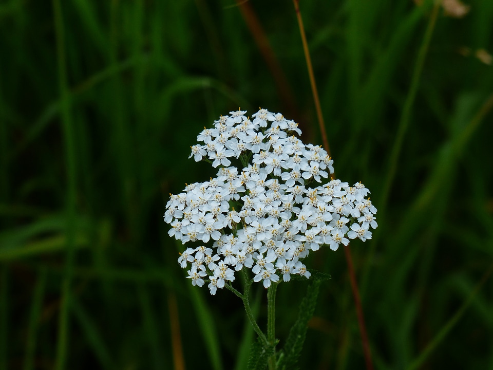 White flower pointed flower photo