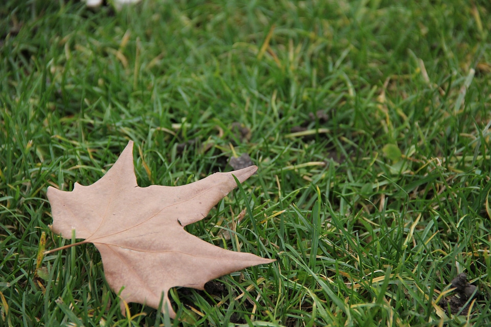 Autumn leaf grass leaf