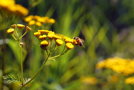 Bumble Bee Insect photo